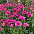 Echinacea Sunseekers Magenta - image 2