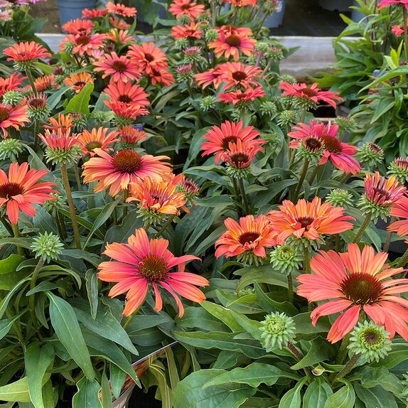Echinacea Sunseekers Orange Improved
