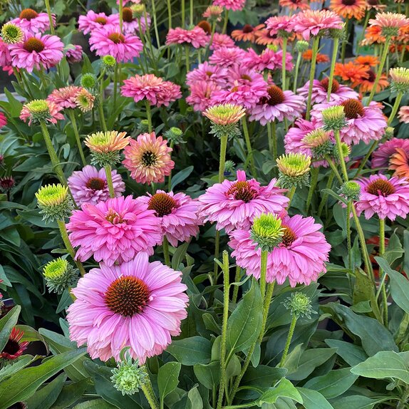 Echinacea Sunseekers Pink Grapefruit