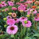 Echinacea Sunseekers Pink Grapefruit