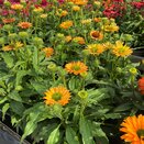 Echinacea SunSeekers Pumpkin Pie
