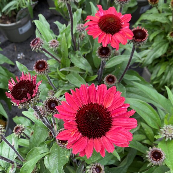Echinacea Sunseekers Red - image 2