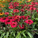 Echinacea Sunseekers Red - image 1