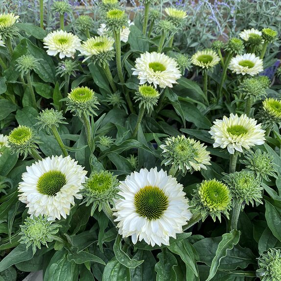 Echinacea Sunseekers White