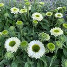 Echinacea Sunseekers White