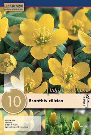 Eranthis Cilicica