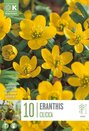 Eranthis Cilicica