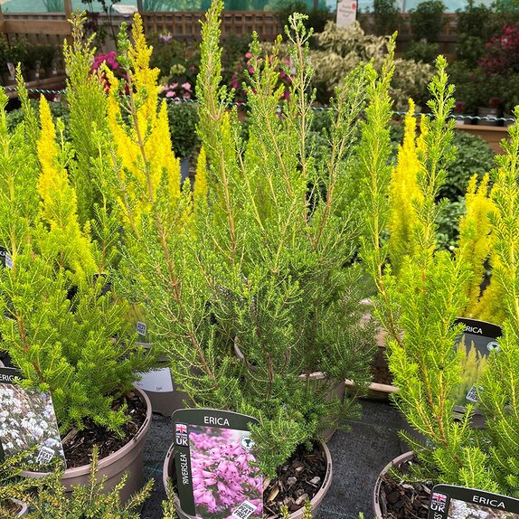Erica aus. 'Riverslea'