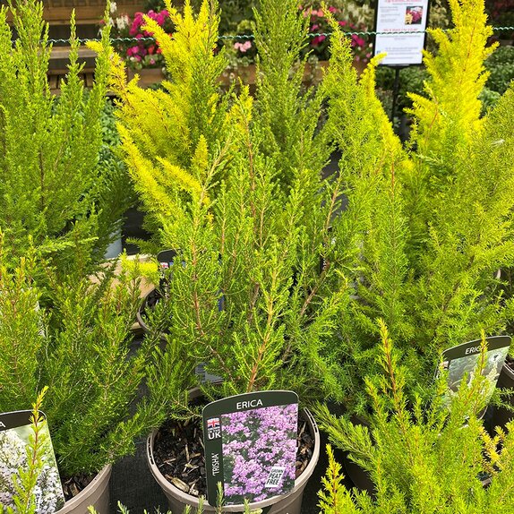Erica aus. 'Trisha' 