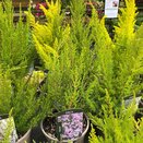 Erica aus. 'Trisha' 