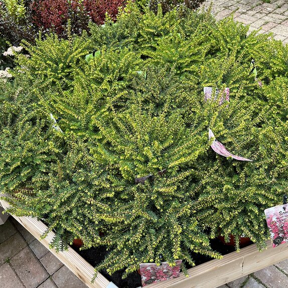 Erica darleyensis in varieties
