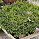 Erica darleyensis in varieties