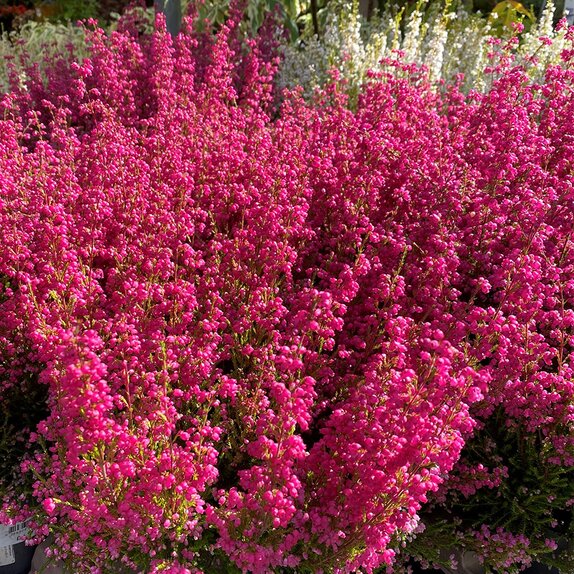 Erica Gracilis