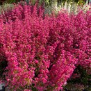 Erica Gracilis