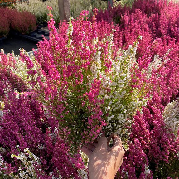 Erica gracilis twin