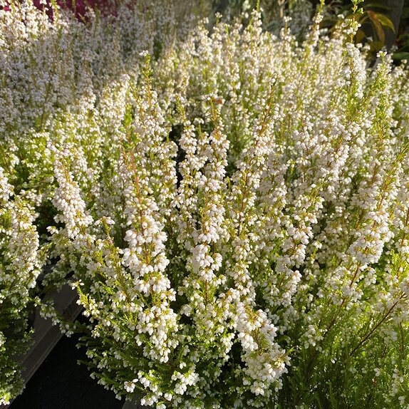 Erica gracilis White