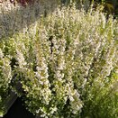 Erica gracilis White