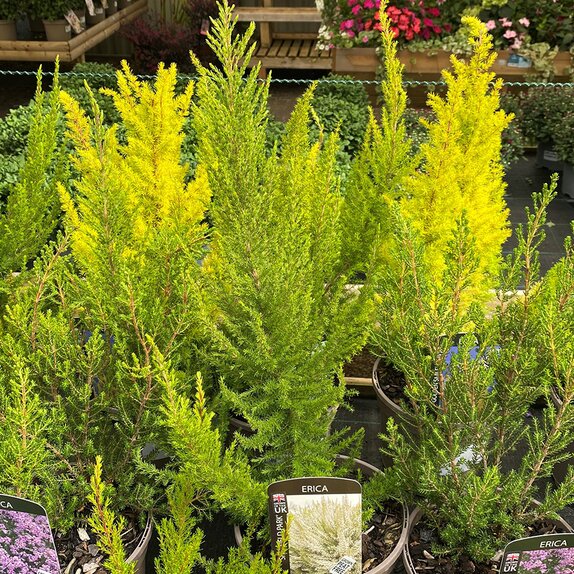 Erica lus. 'Sheffield Park'