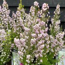 Erica x oldenburgensis 'Ammerland'