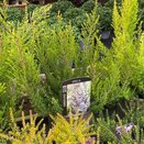 Erica x oldenburgensis 'Ammerland' - image 2