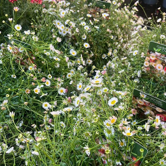 Erigeron karvinskianus Profusion