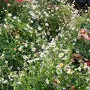 Erigeron karvinskianus Profusion