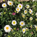Erigeron Profusion 1 litre pot - image 1