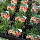 Erigeron Profusion 1 litre pot