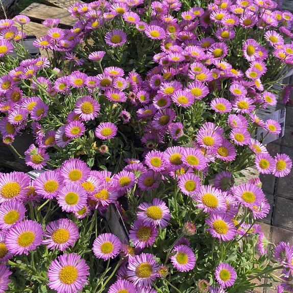 Erigeron Sea Breeze