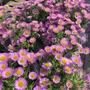Erigeron Sea Breeze