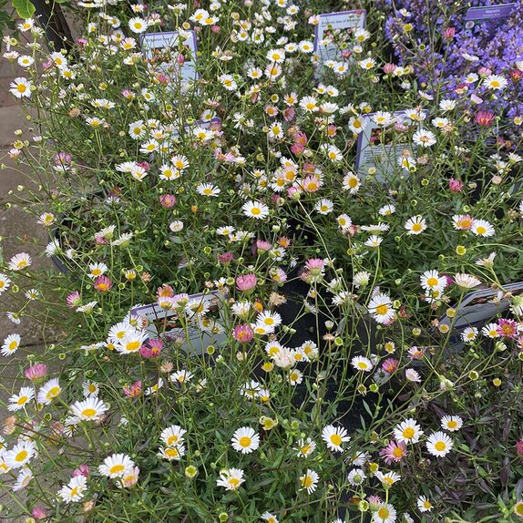 Erigeron Sea of Blossom