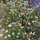 Erigeron Sea of Blossom