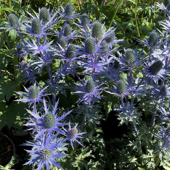 Eryngium Big Blue