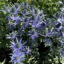 Eryngium Big Blue