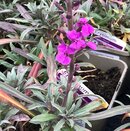 Erysimum Bowles Mauve (Wallflower) 1 litre pot
