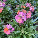 Erysimum Erysistible Magenta