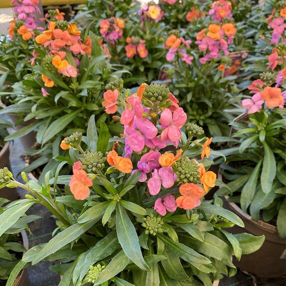 Erysimum Erysistible Sunset
