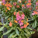 Erysimum Erysistible Sunset