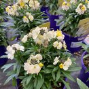 Erysimum Leya Lemon Glow
