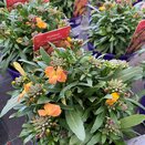 Erysimum Leya Orange Glow