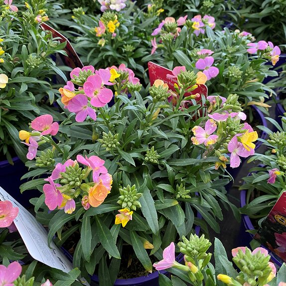 Erysimum Leya Rainbow Glow