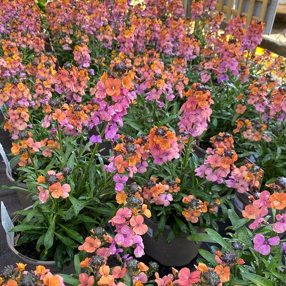 Erysimum Sunset