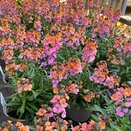 Erysimum Sunset