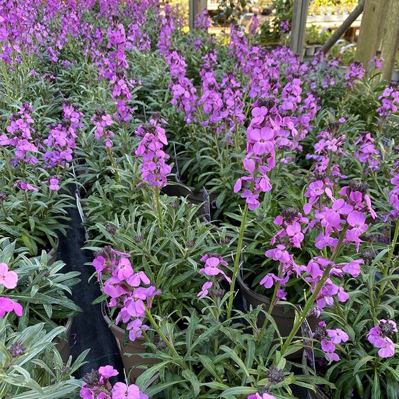 Erysimum Super Bowles Mauve