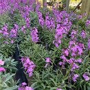 Erysimum Super Bowles Mauve
