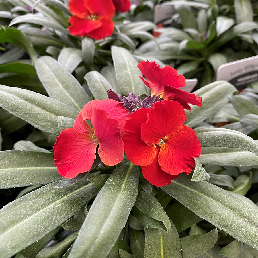 Erysimum Winter Passion (Wallflower) 1 litre pot Knights Garden Centres