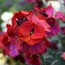 Erysimum Winter Passion (Wallflower) 2 litre pot