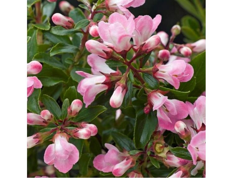 Escallonia Apple Blossom