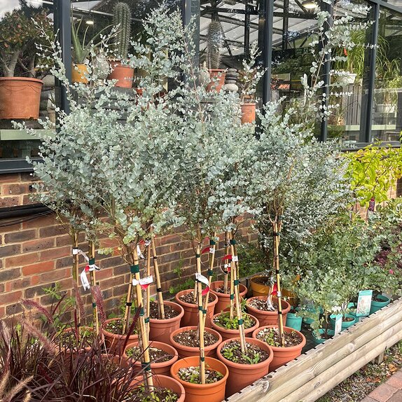 Eucalyptus Gunnii Mini Standard