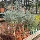 Eucalyptus Gunnii Mini Standard